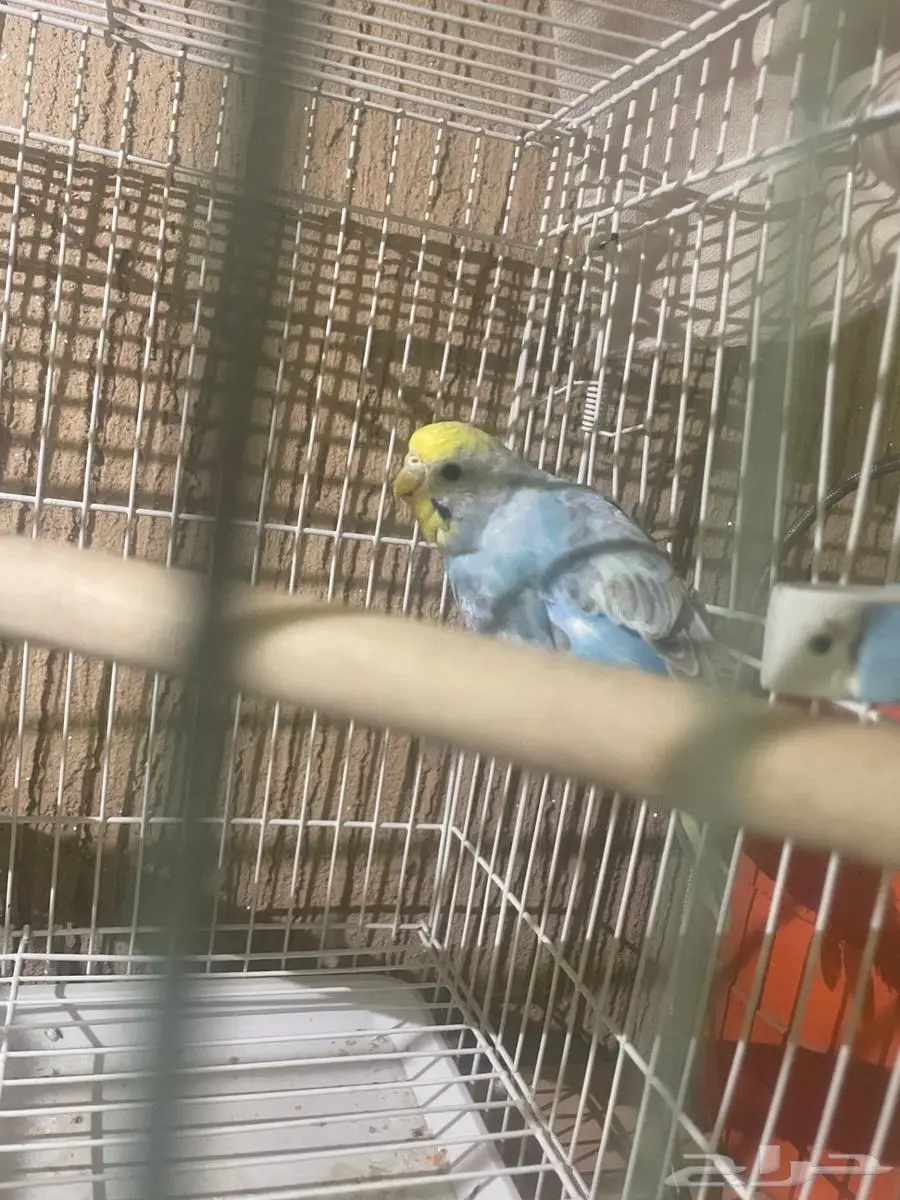 انثي بادجي عمرها قريب خمس شهور 3