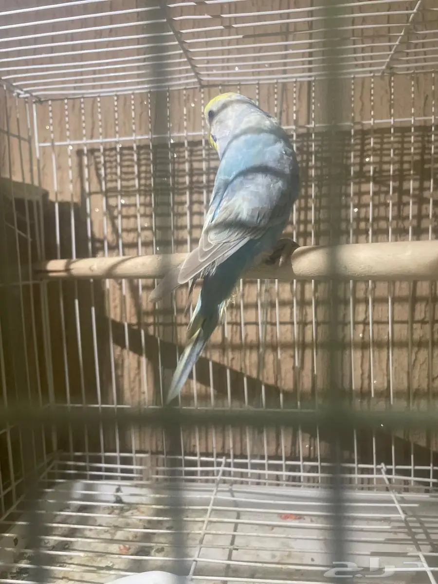 انثي بادجي عمرها قريب خمس شهور 0