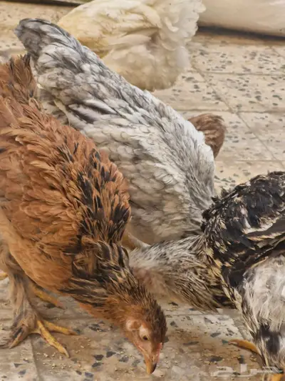 صوص دجاج براهما الألماني الكبير الفاخر 9
