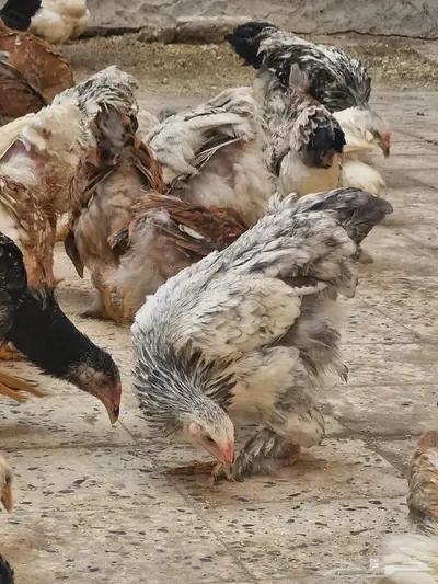 صوص دجاج براهما الألماني الكبير الفاخر 8