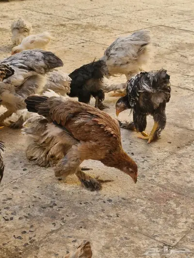 صوص دجاج براهما الألماني الكبير الفاخر 5