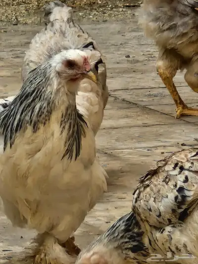 صوص دجاج براهما الألماني 6