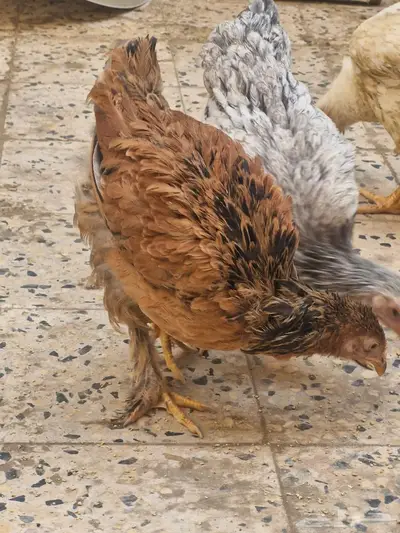 صوص دجاج براهما الألماني 12