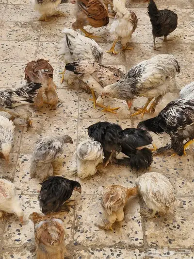صوص دجاج براهما الألماني 10