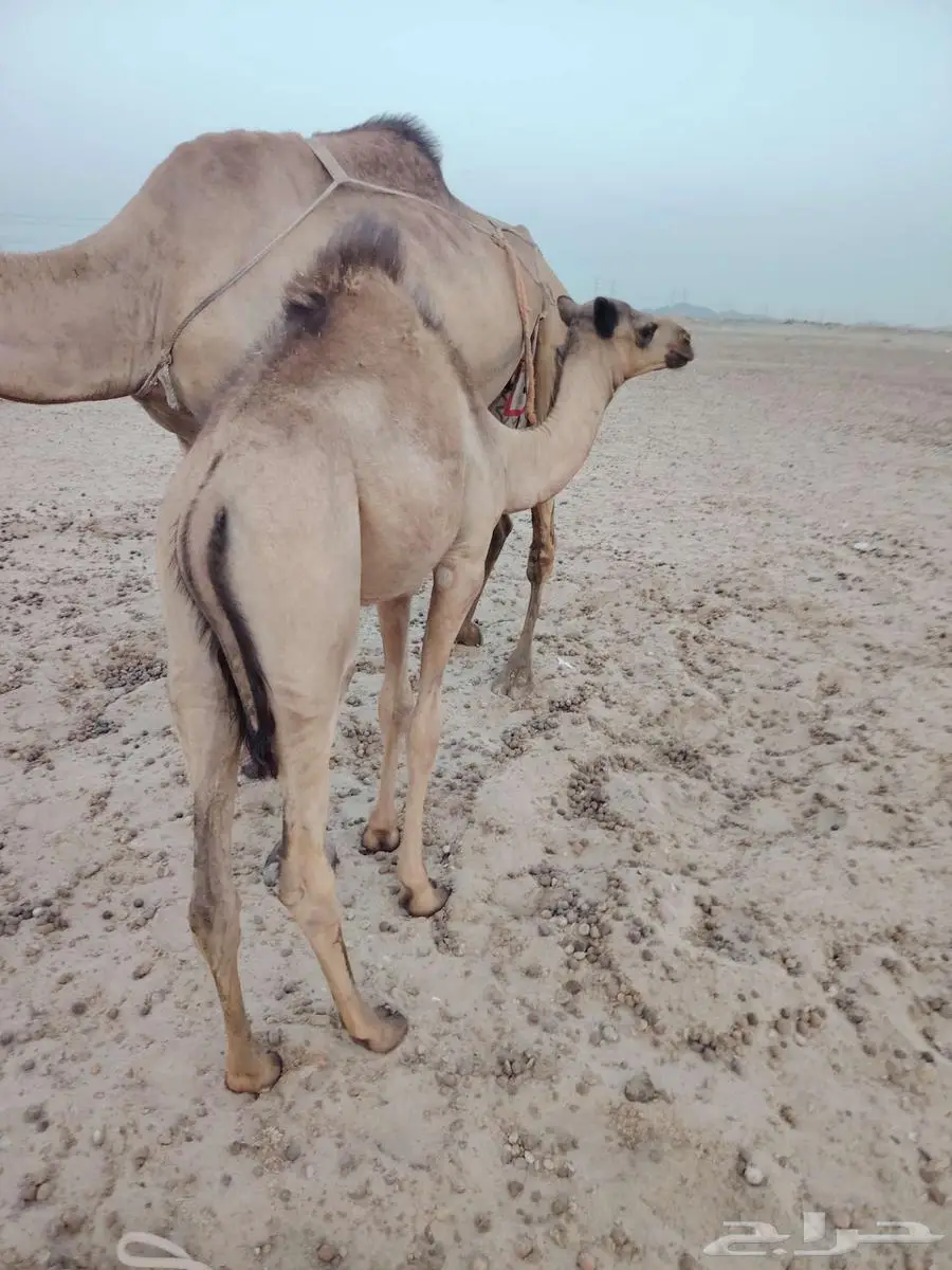 قعود مراح index