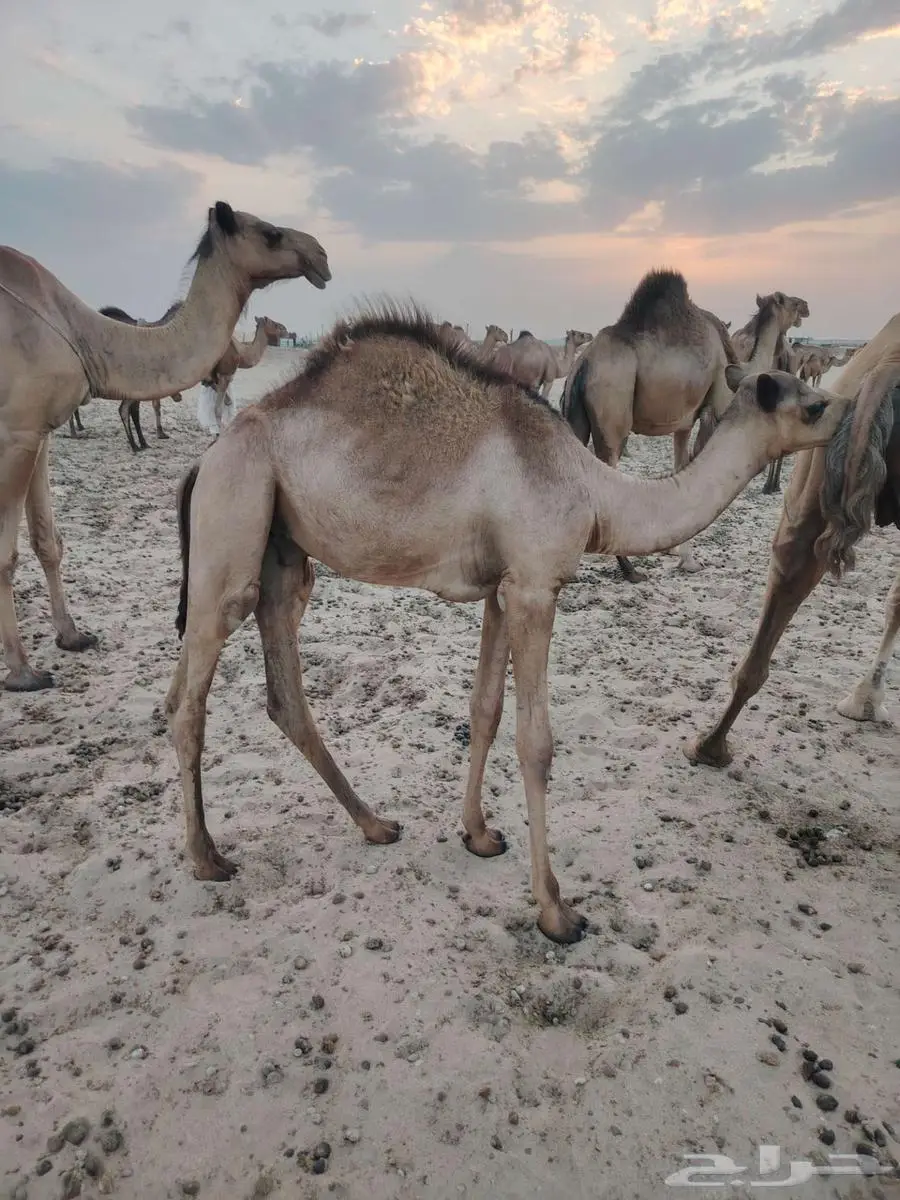 قعود مراح index