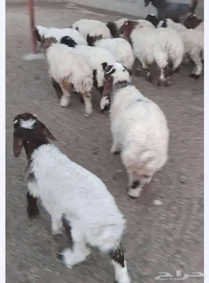 ذبائح برية 2