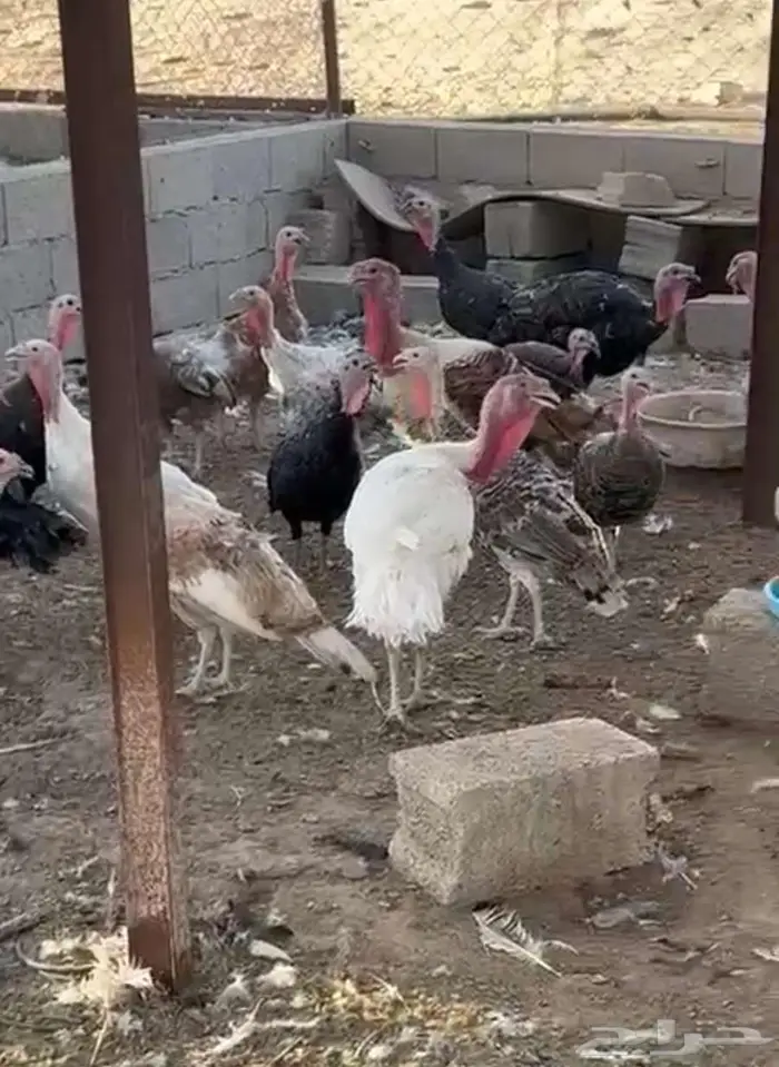 دجاج رومي 0