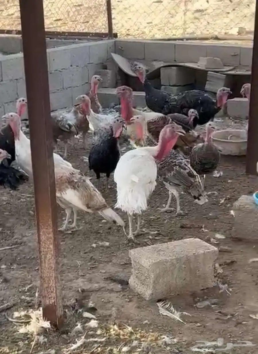 دجاج رومي 0