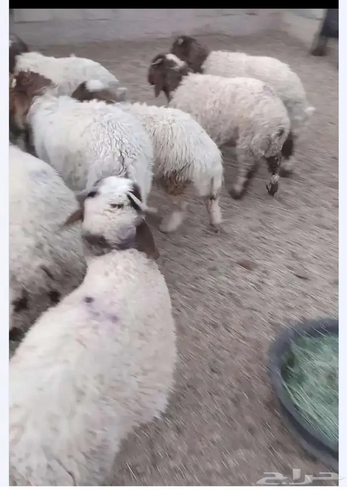ذبائح برية 0