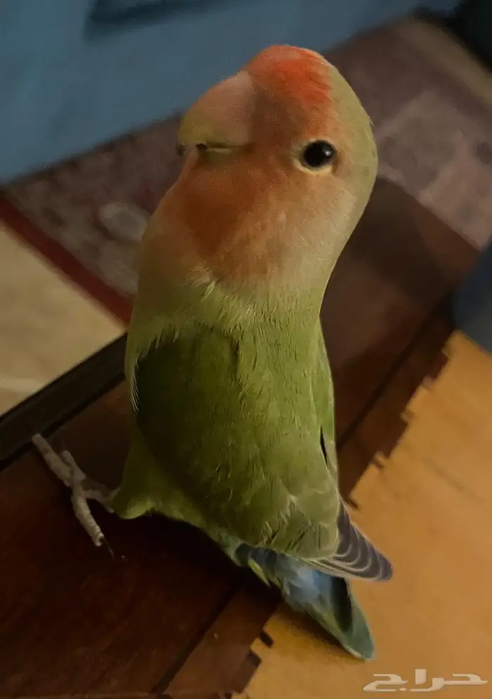 ببغاء روز 3