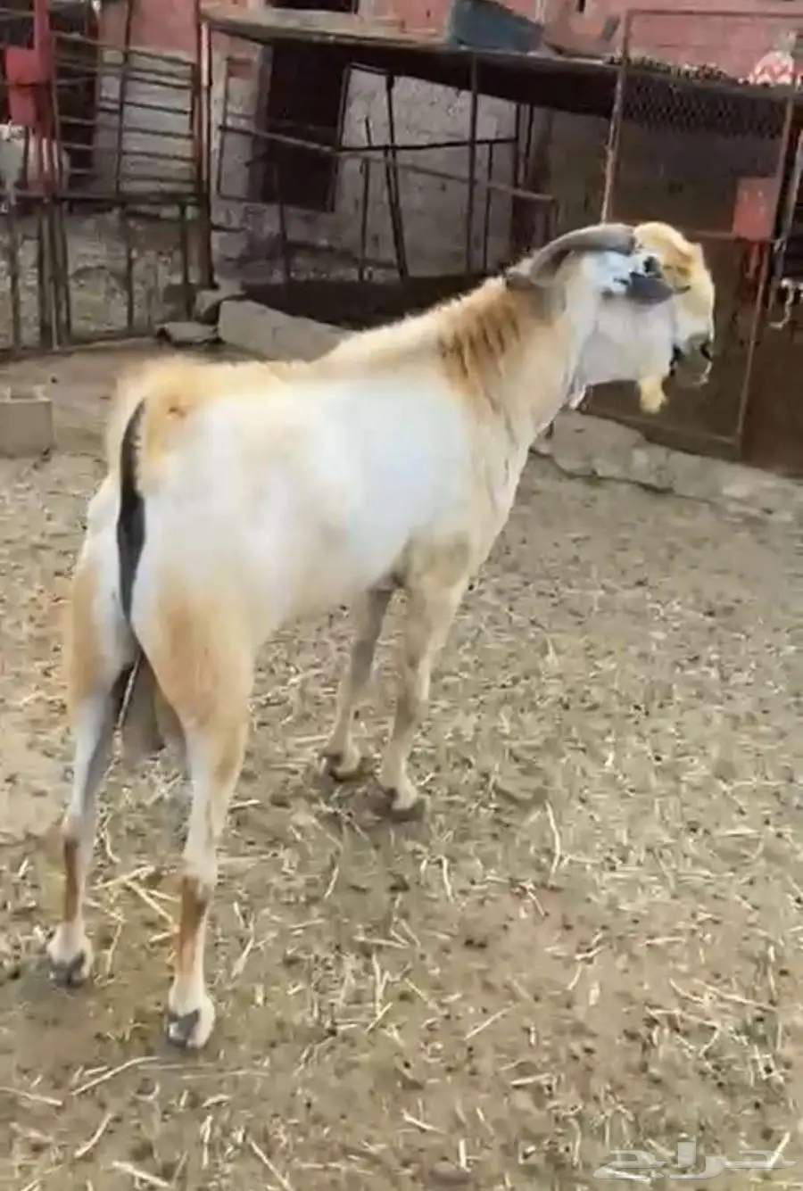 فحل بيشي أكحل صنف و معرف 27