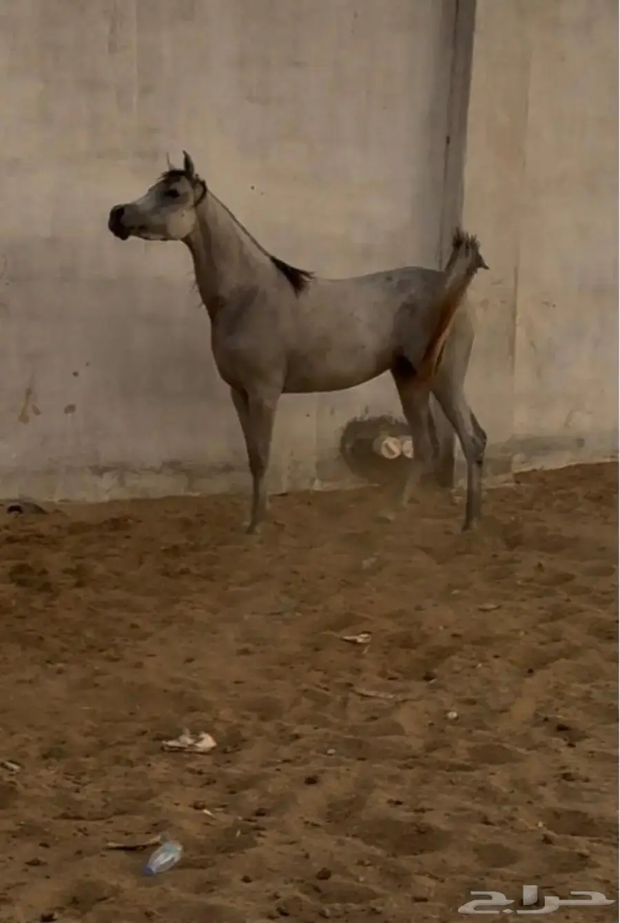 مهره جمال 0