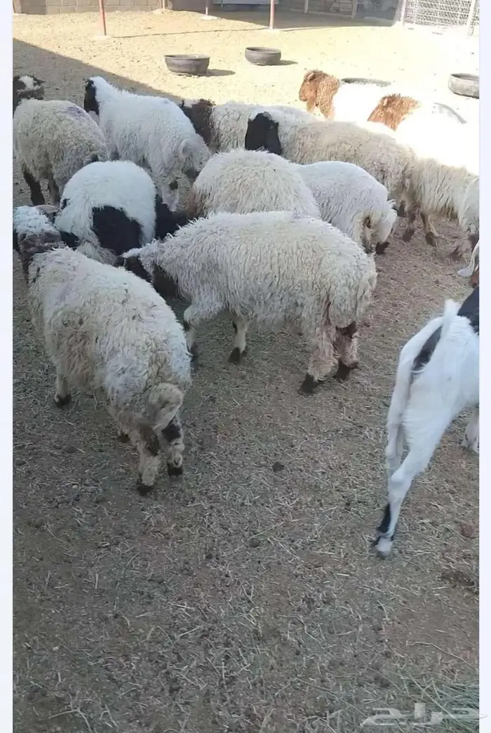 ذبائح برية 7