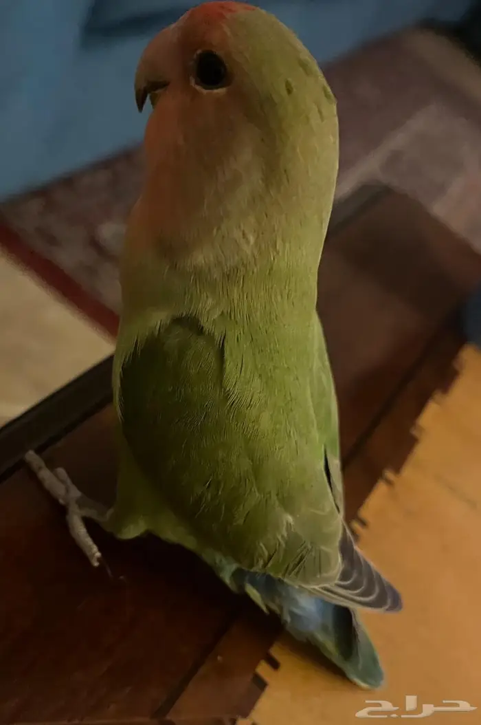ببغاء روز 4