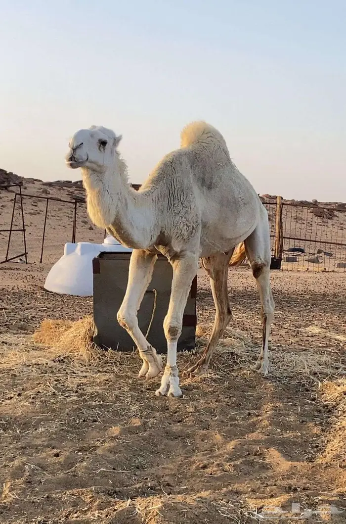 جمل اوضح قعود فحل 1