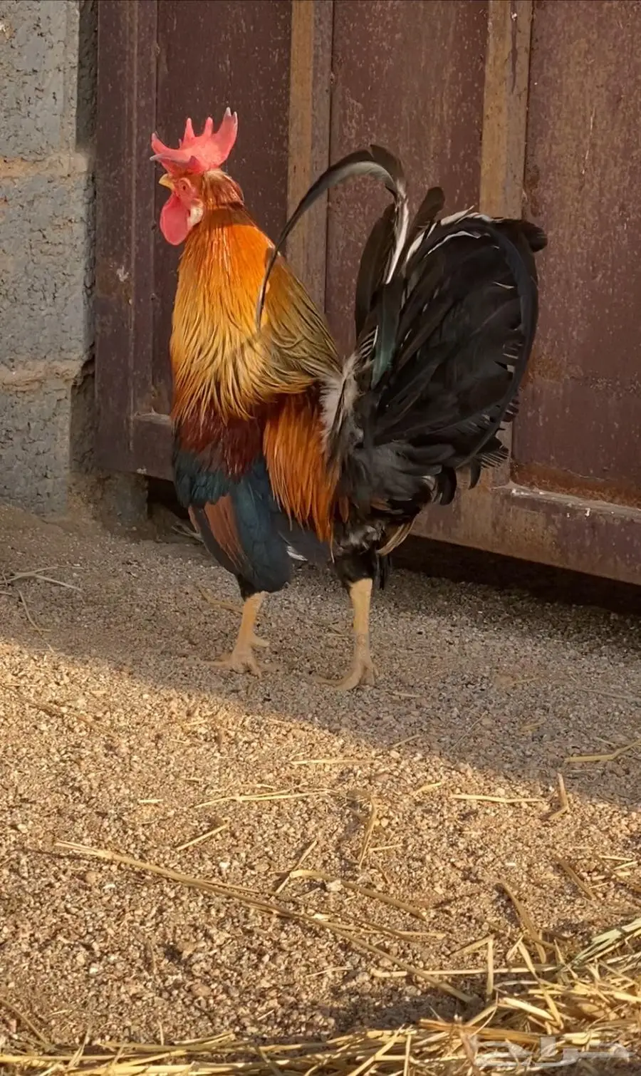 ديك افرق عربي 1