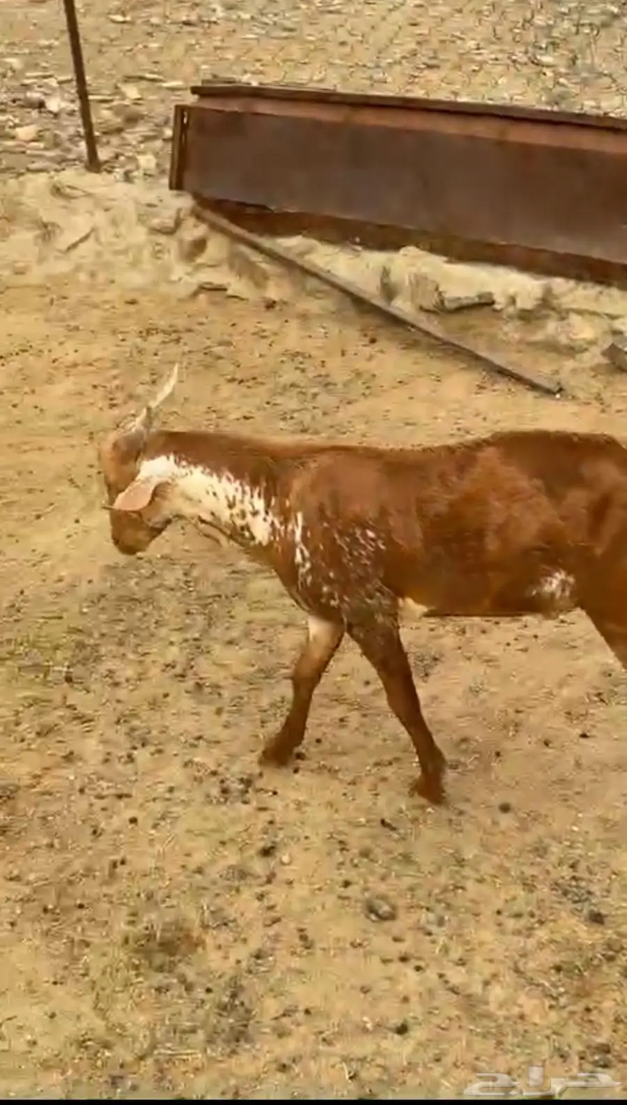 مشروع فحل للبيع 0
