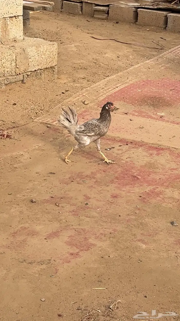 دجاج بلدي 0