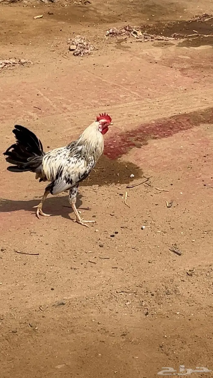 دجاج بلدي 1