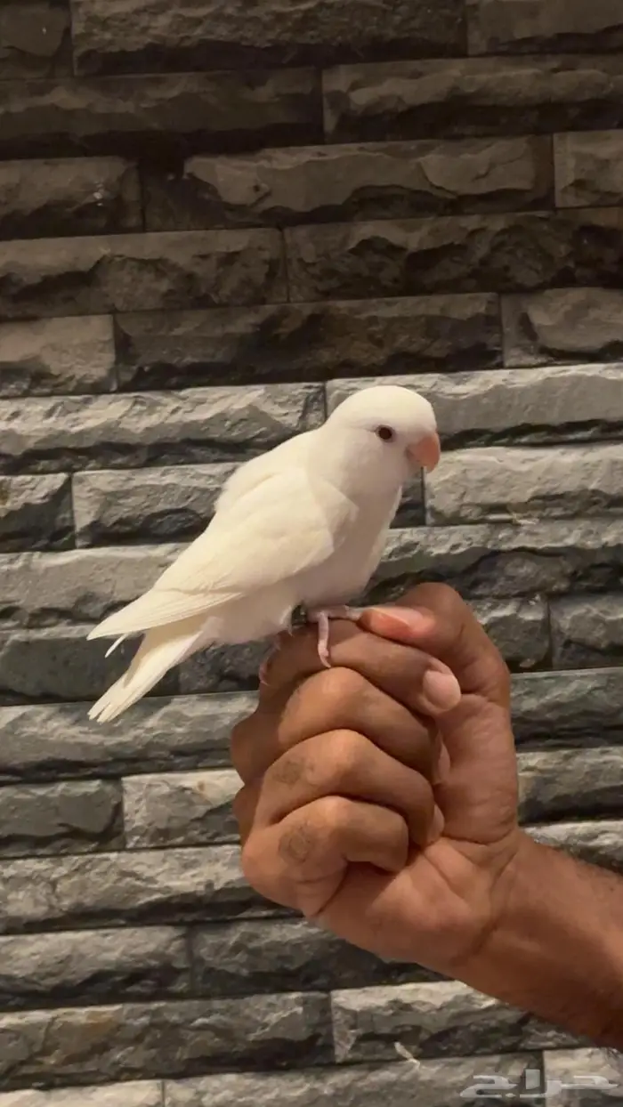 المتبقي فرخ البينو ( تم البيع ) 0