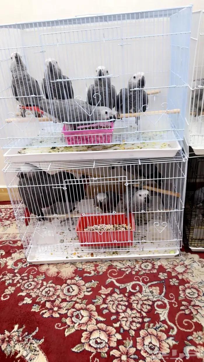 فروخ كاسكو أفريقي احجام ألوان فواتح تم البيع2650 2