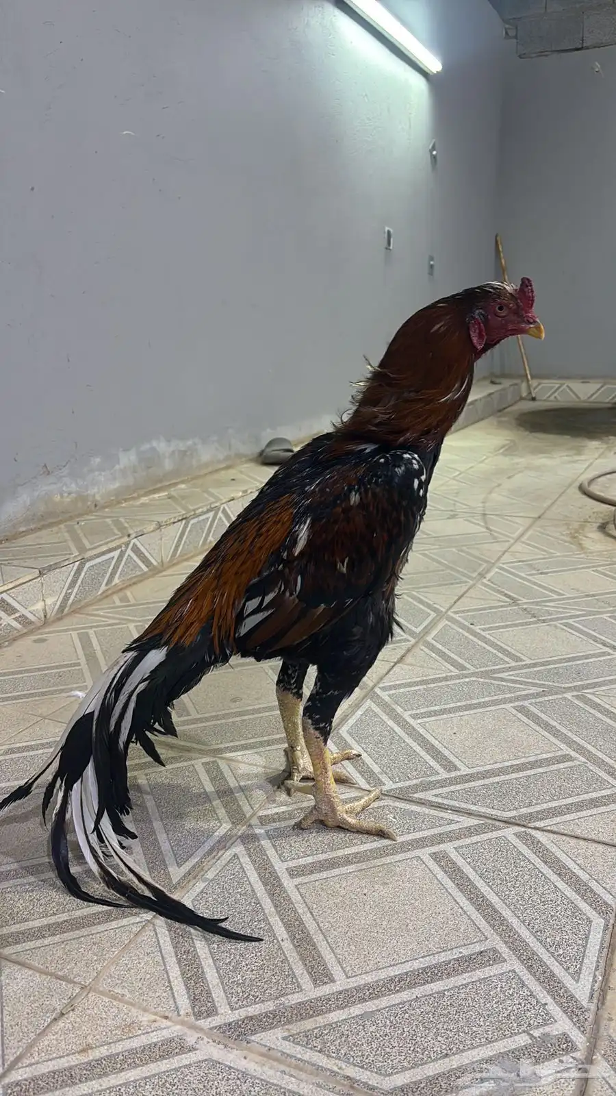 ديك سندي بيور العمر سنتين وفوق 0