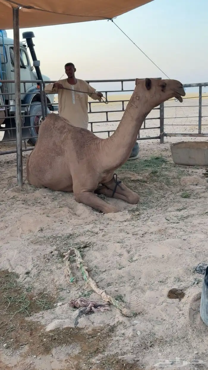 ناقه 0