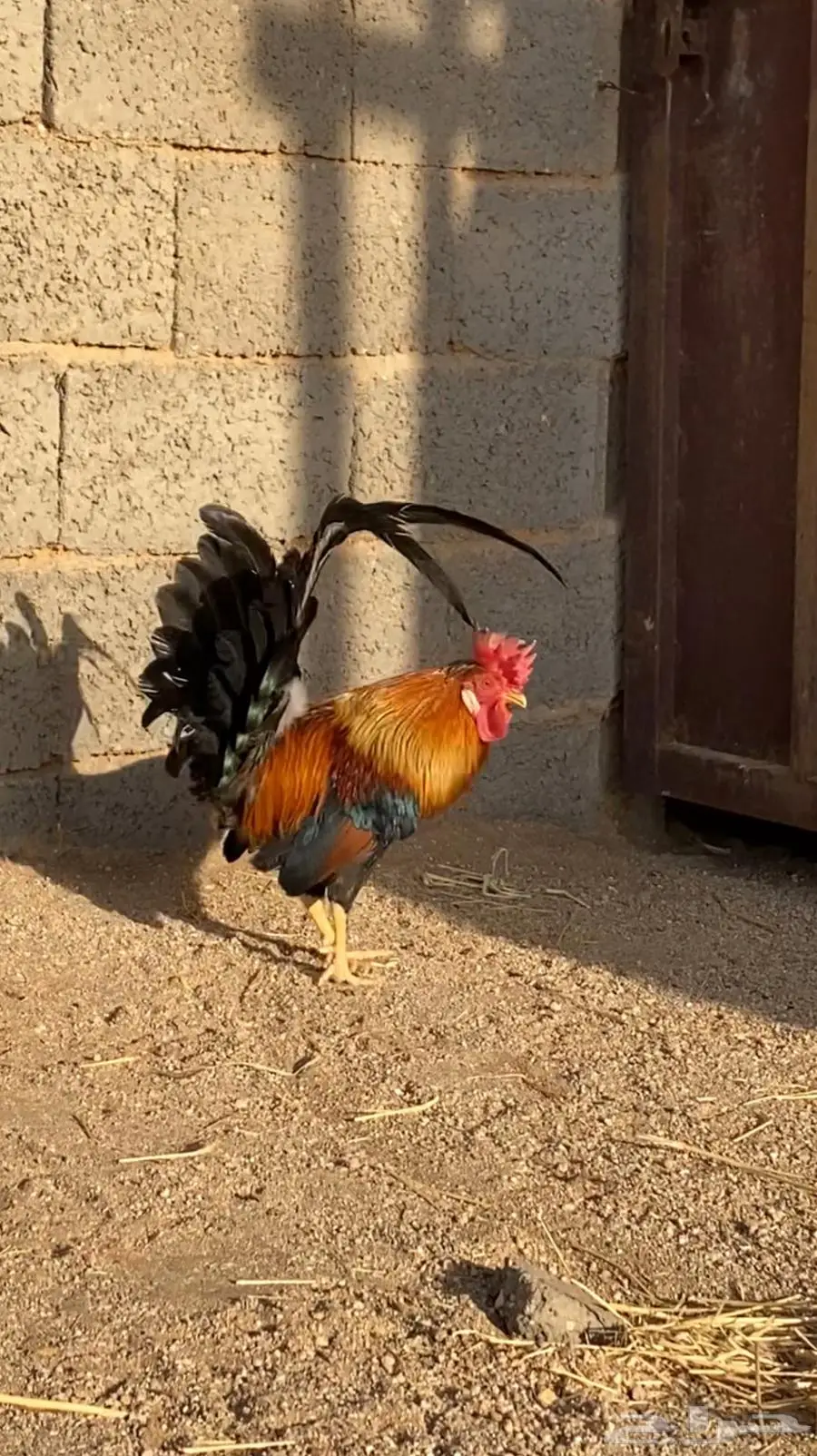 ديك افرق عربي 2