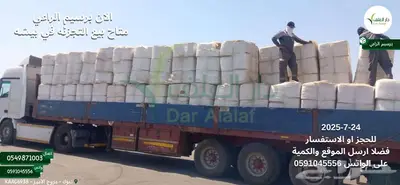 برسيم الراعي في بيشه 0