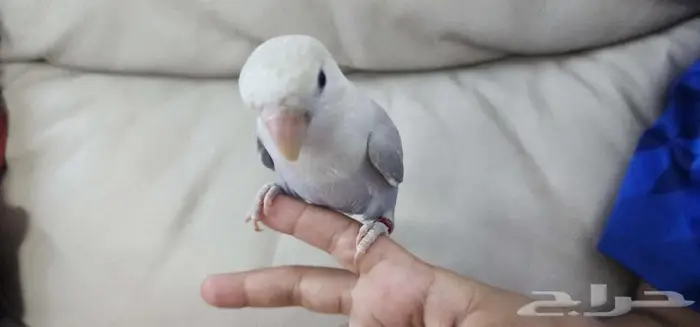 ببغاء روز اليف 5