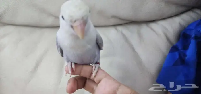 ببغاء روز اليف 3