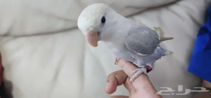 ببغاء روز اليف 2