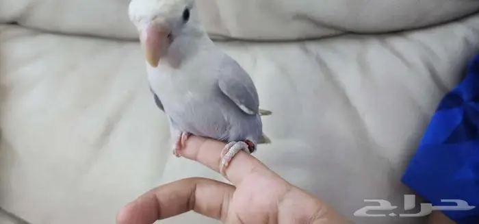 ببغاء روز اليف 6