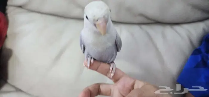 ببغاء روز اليف 4