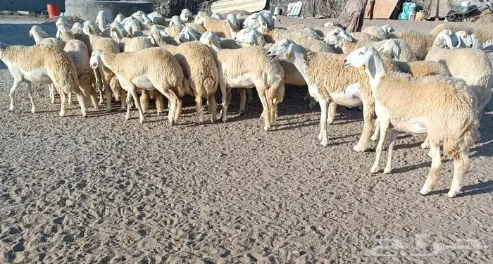 43 رخال نوادر مع فحولها 3 من الصياد في أملج -الحد موجود 2