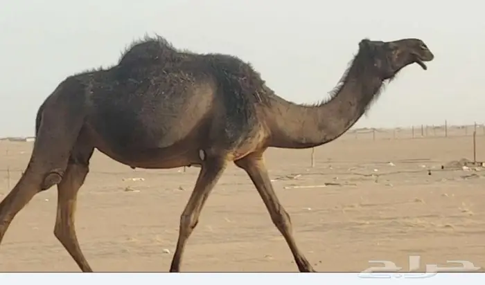 الخرعاء 0