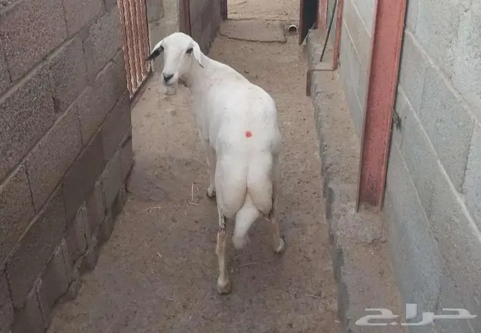 شاه حايل سمين... تم البيع 0