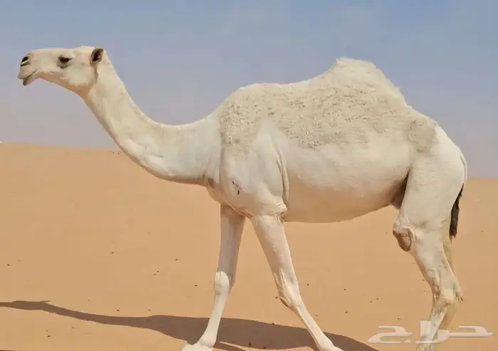 وضحا طيبه 0