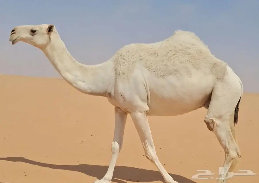وضحا طيبه 0