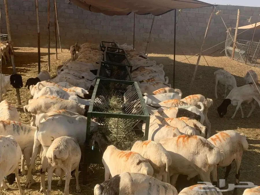 برابر و تيوس أوزان عالية لتجار الجملة واصحاب الحلال 0