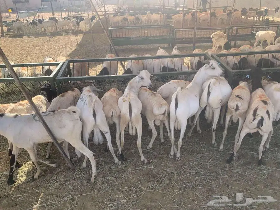 برابر و تيوس أوزان عالية لتجار الجملة واصحاب الحلال 2