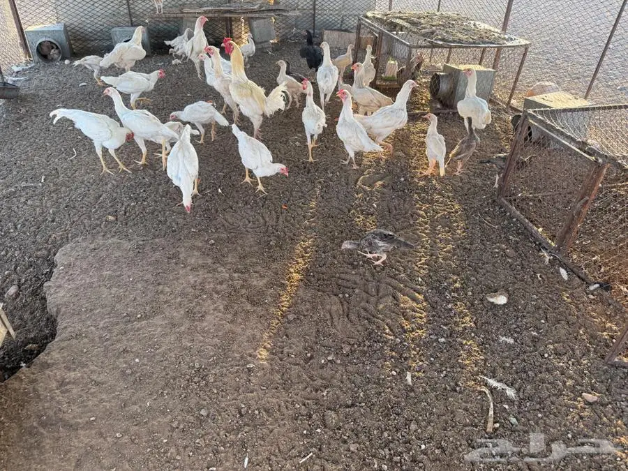 دجاج 0