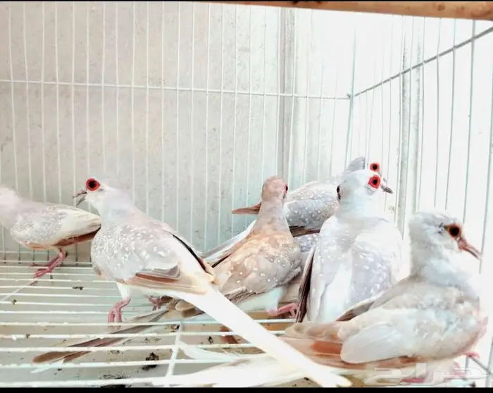 يمام حمام الماسي اورنج وسلفر ولايت من اجمل انواع الطفرات 3