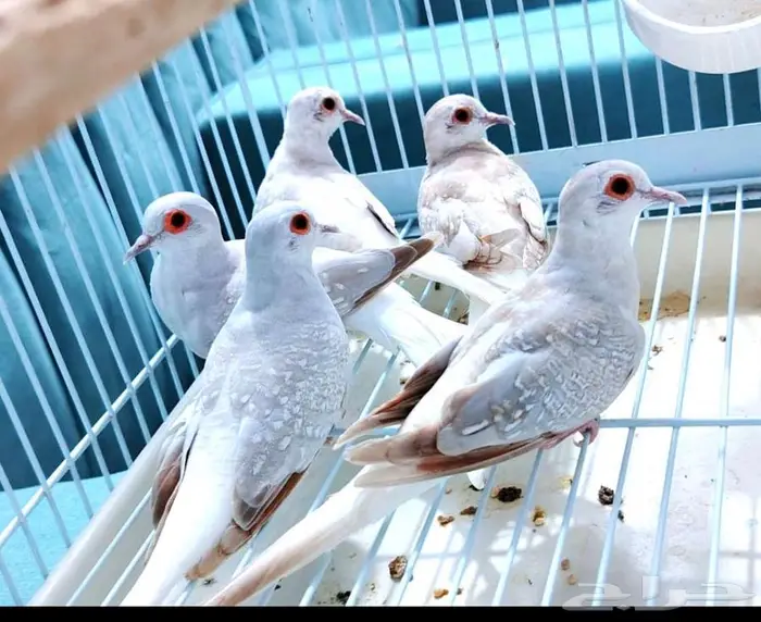يمام حمام الماسي اورنج وسلفر ولايت من اجمل انواع الطفرات 1