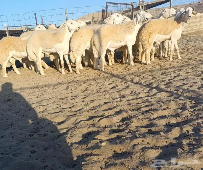 ( تم البيع) 20 جذعان فواخر من الصياد في أملج 1