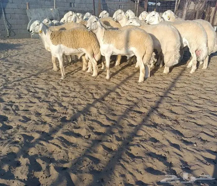 ( تم البيع) 20 جذعان فواخر من الصياد في أملج 0
