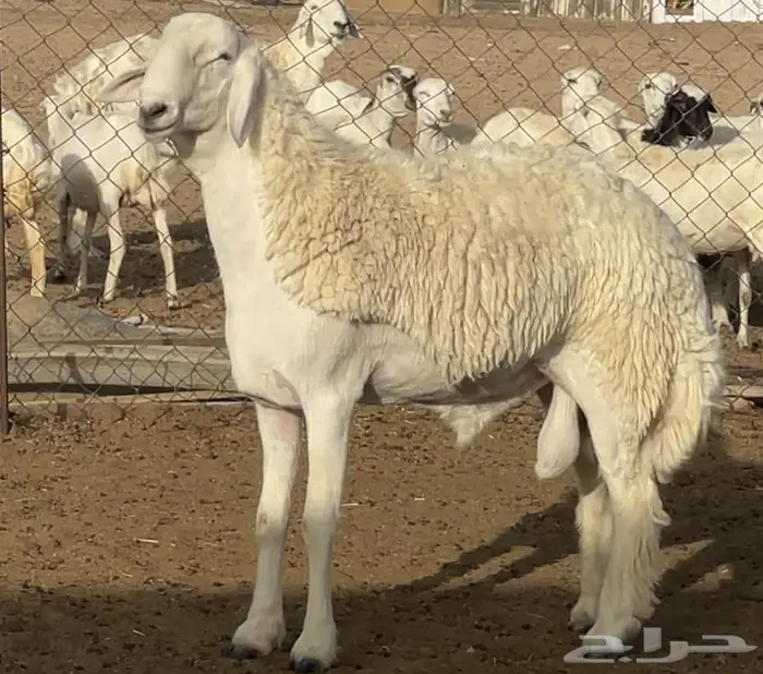 للبيع مشروع فحل حري فاخر جدا 0