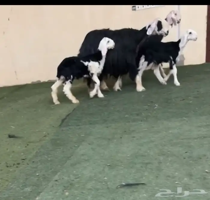 نجد مواليد 0