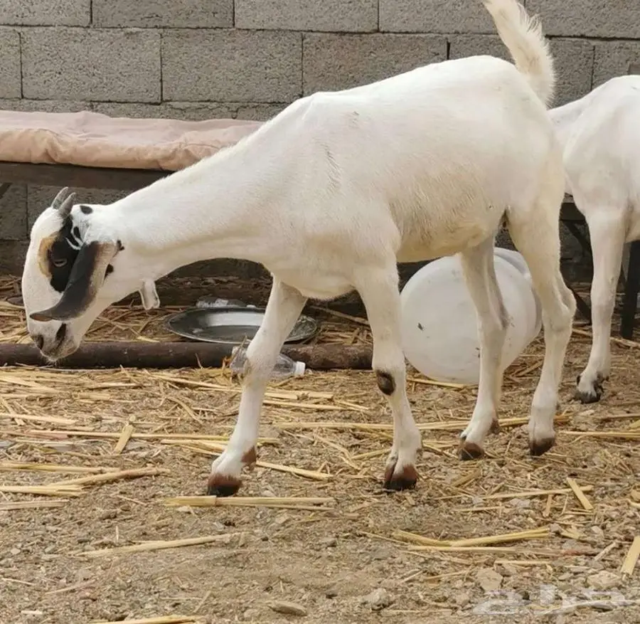 فحل بيشي أكحل صنف و معرف 23